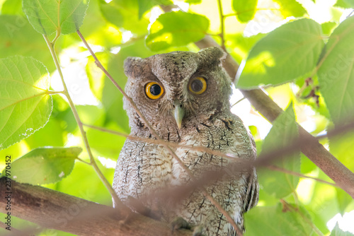 Pacific screech owl (Megascops cooperi) perched, resting in a tree during daytime. Member of Strigidae family. Strictly a nocturnal hunter is dormant during daytime.