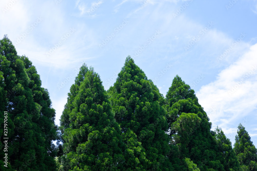 杉木立と夏の空