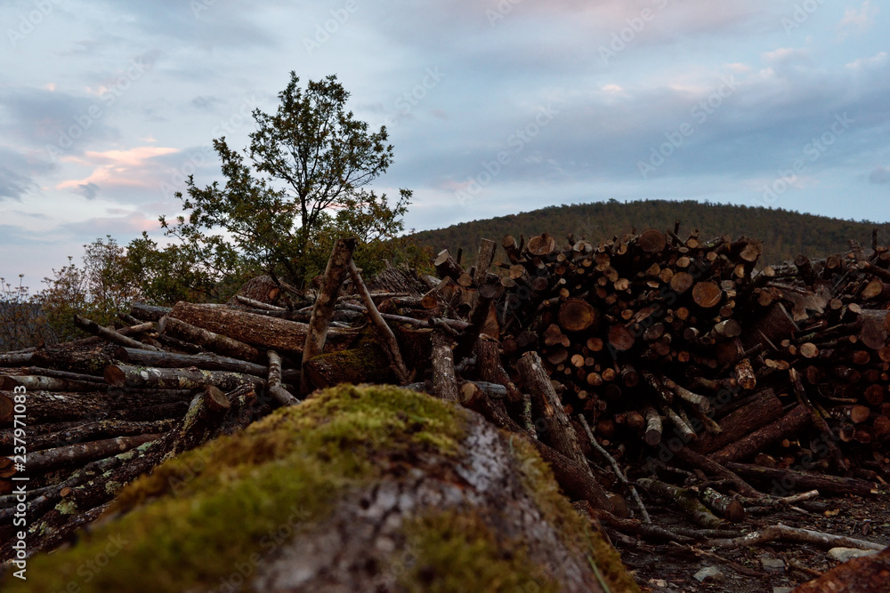 trees in the mountains