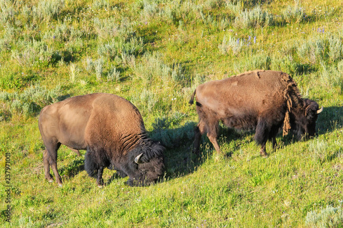 Male and female bison grazing in a field, Yellowstone National Park, Wyoming