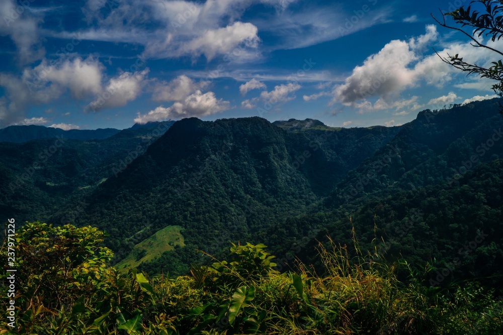 Fototapeta premium selva