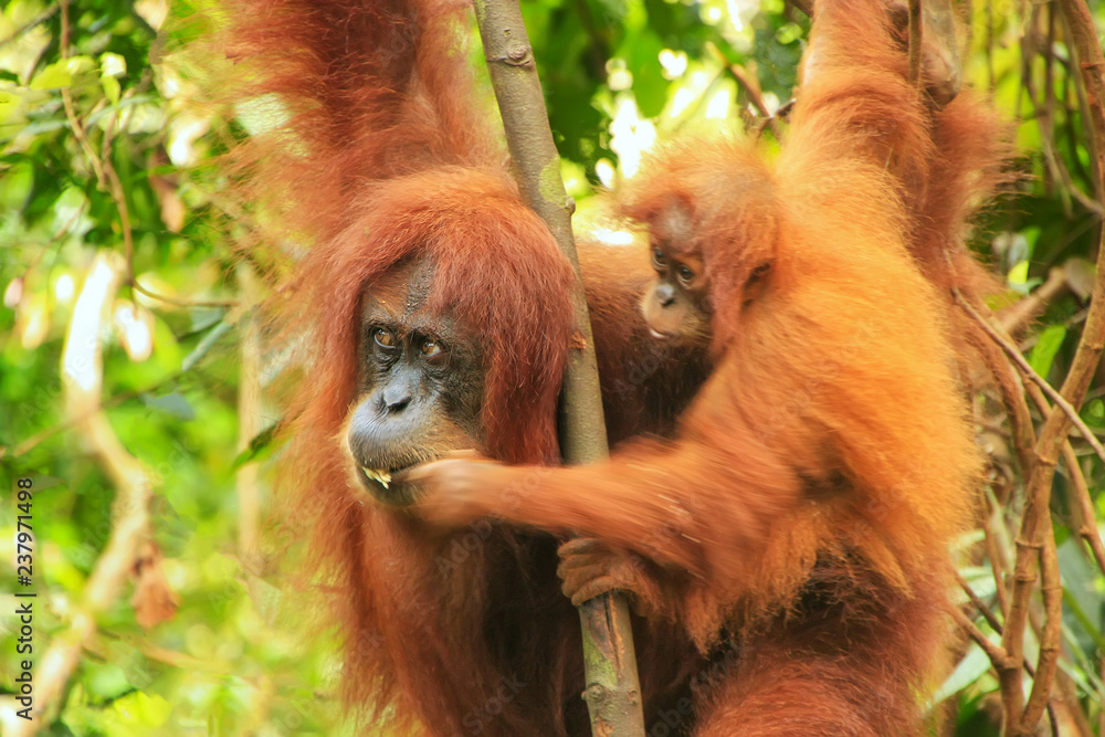 Female Sumatran orangutan with a baby sitting on a tree in Gunung ...