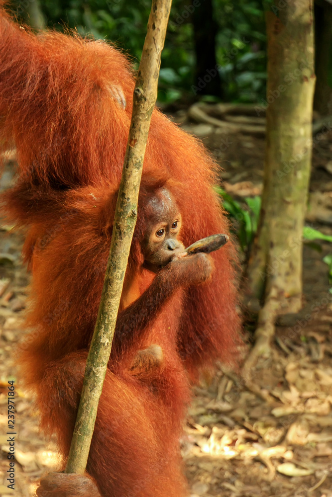 Baby Sumatran orangutan sitting on its mother in Gunung Leuser National Park, Sumatra, Indonesia