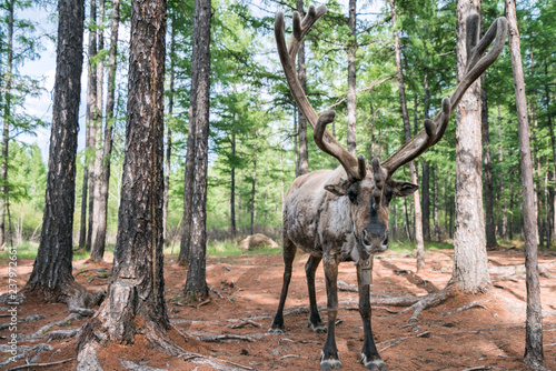 A young reindeer in Aoluguaya Park  Genhe City  Inner Mongolia  China