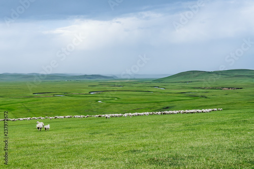 Morigle River, Grassland and Sheep in Chenbar Tiger Banner, Hulunbeir, Inner Mongolia, China © Govan