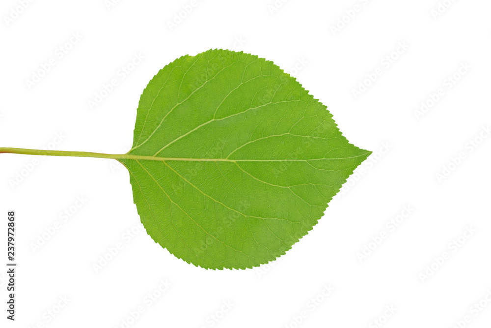 Fototapeta premium green leaf with streaks on white background