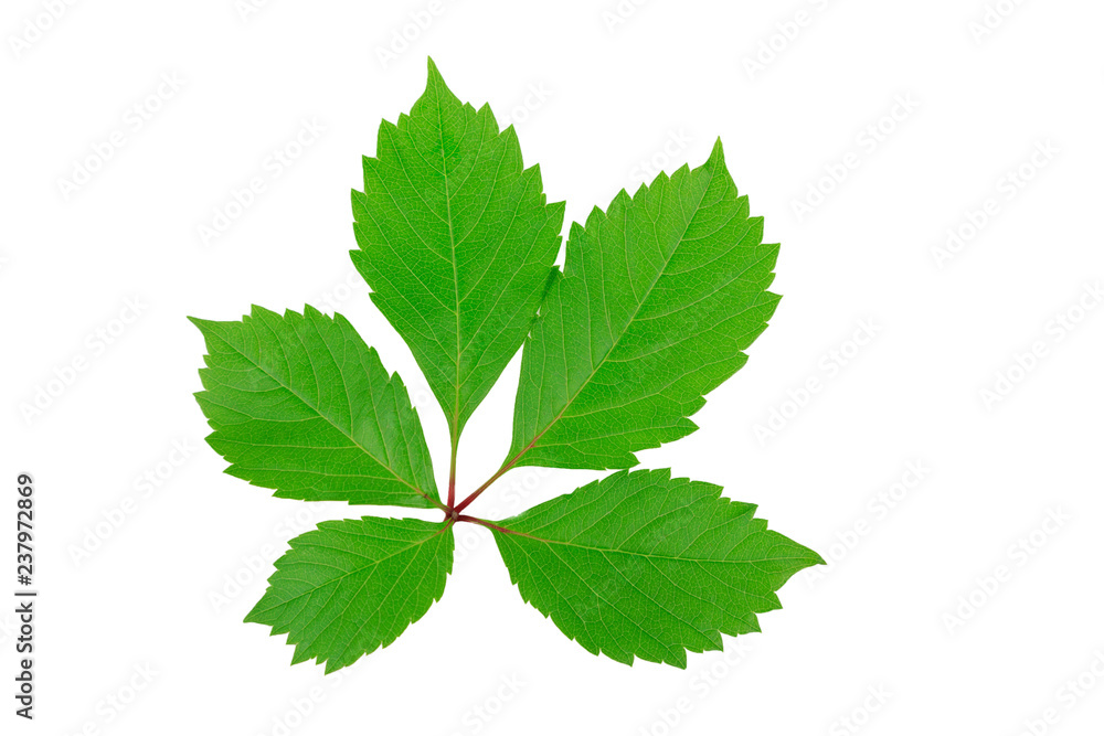 green grape leaves on white background green grape leaves on white background