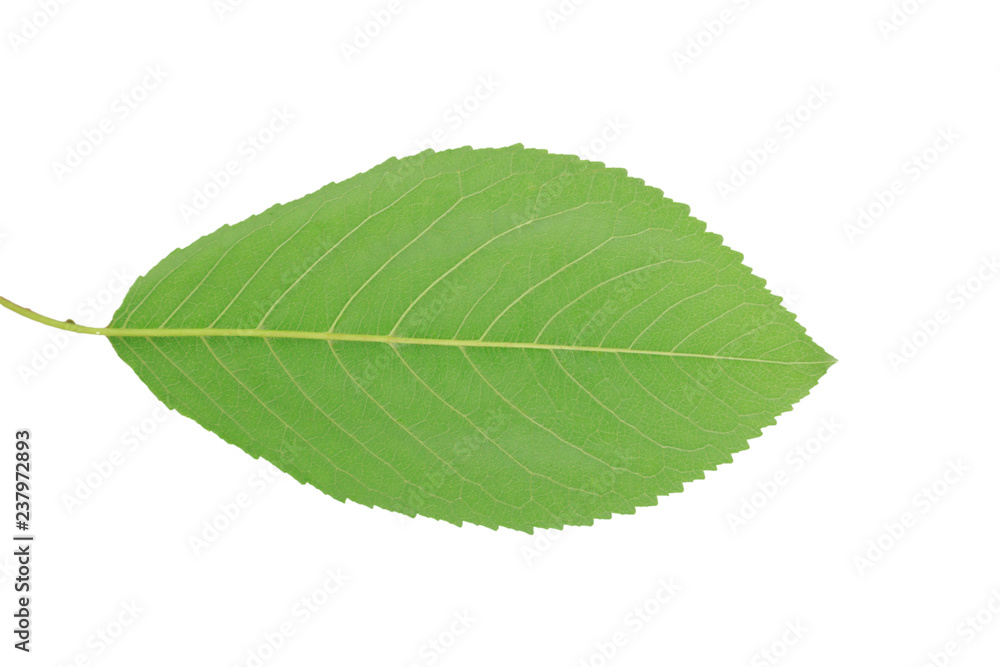 Fototapeta premium green leaf with streaks on white background