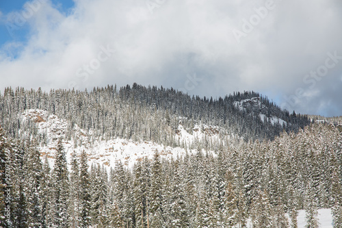 landscape with trees in winter