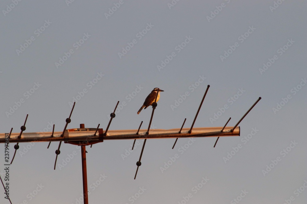 birds on wire birds on wire