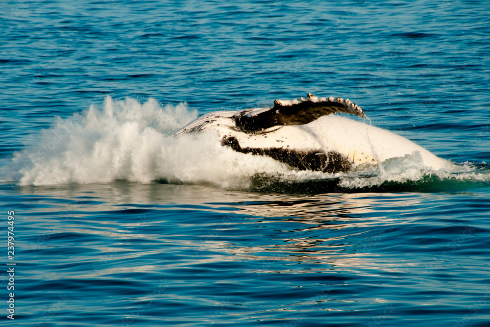 Naklejka premium Humpback Whale - Exmouth - Australia