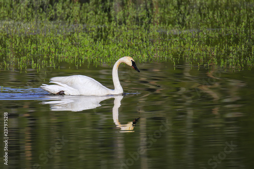 Trumpeter swan in Yellowstone National Park, Wyoming