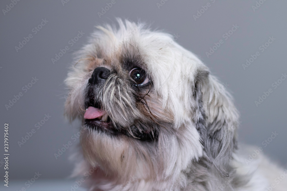 Ugly shih tzu deals pics