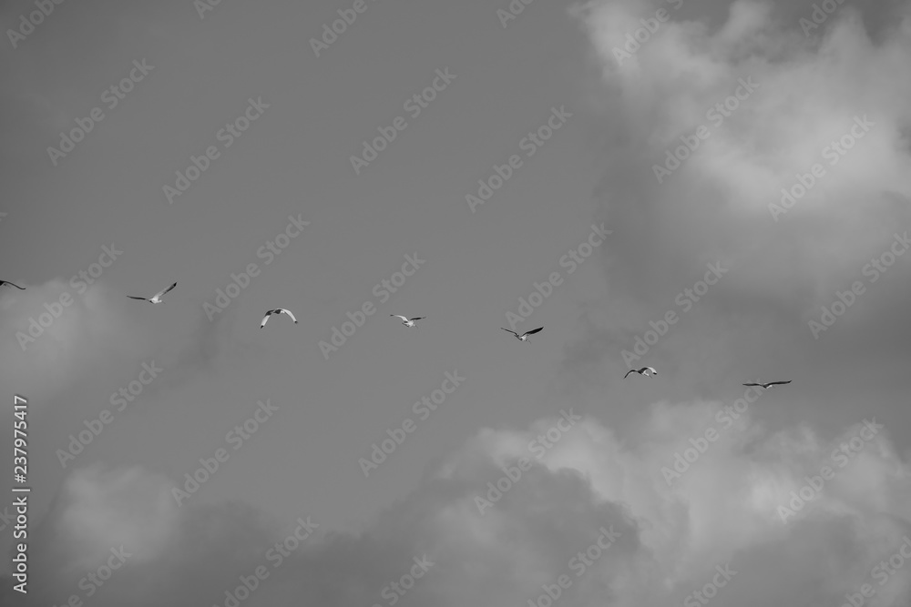 Fototapeta premium birds