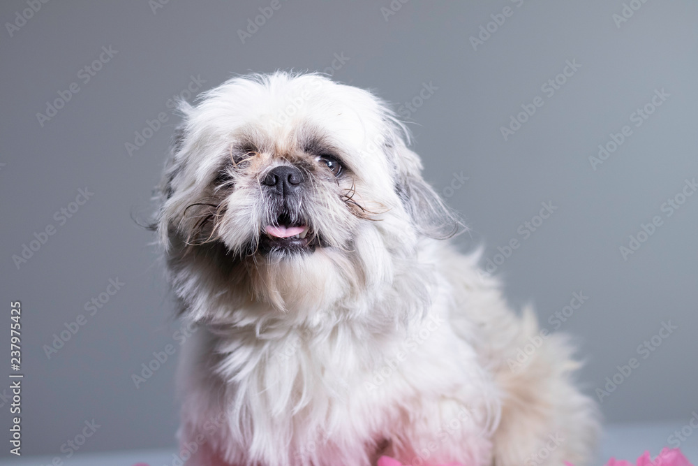 Silly, funny portrait photoshoot of small white shih tzu Silly, funny portrait photoshoot of small white shih tzu
