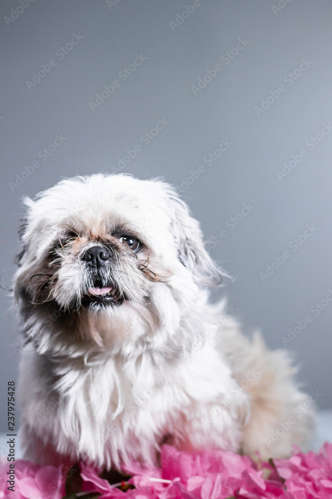 Silly, funny portrait photoshoot of small white shih tzu Silly, funny portrait photoshoot of small white shih tzu
