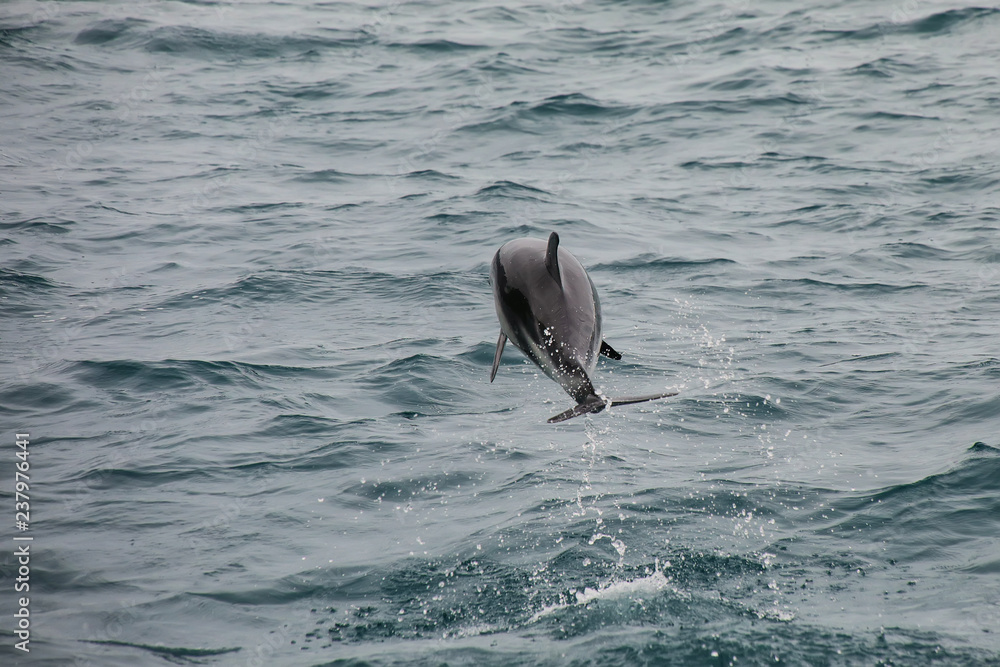 Fototapeta premium Dusky delfin wychodzący z wody