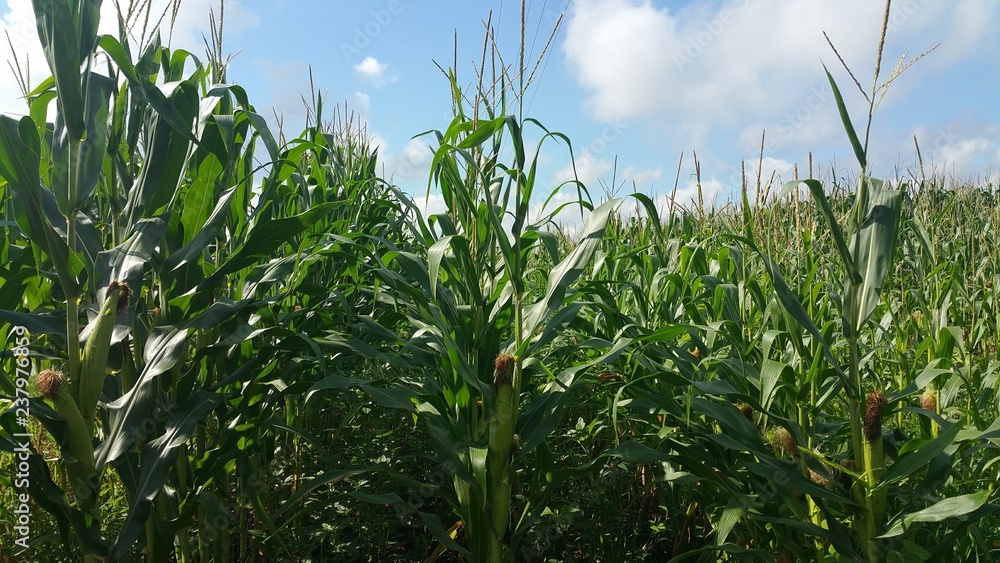 corn field corn field