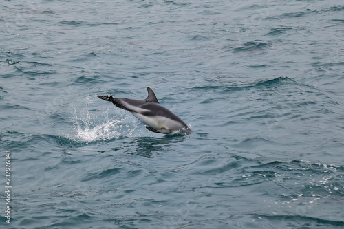 Dusky dolphin swimming off the coast of Kaikoura  New Zealand