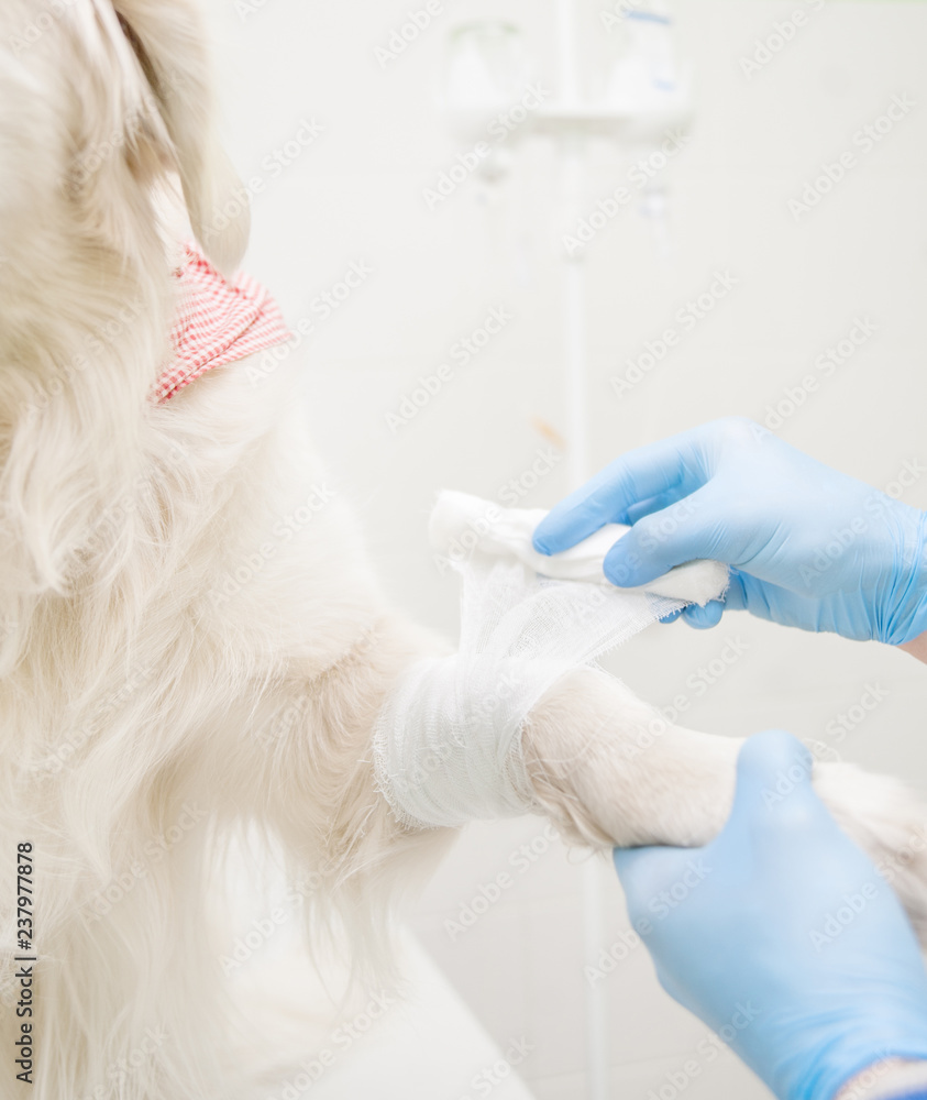 Close up veterinarian putting bandage on paw of puppy in clinics Close up veterinarian putting bandage on paw of puppy in clinics