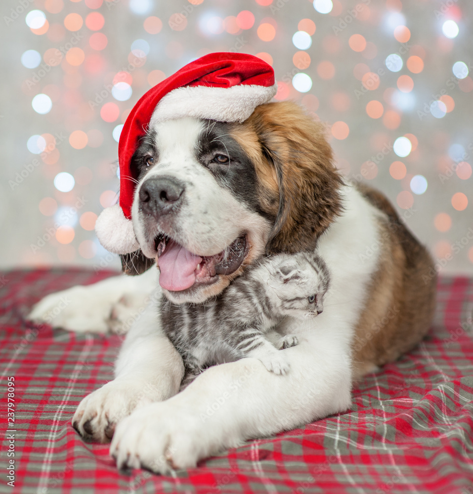 Saint Bernard puppy in Christmas hat embracing a kitten