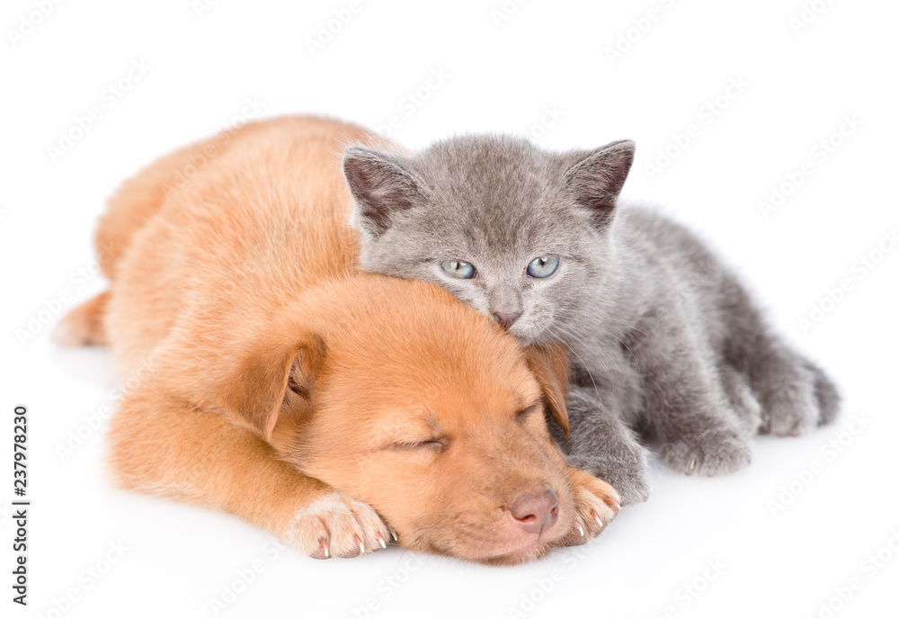Kitten lying with sleepy puppy. isolated on white background Kitten lying with sleepy puppy. isolated on white background