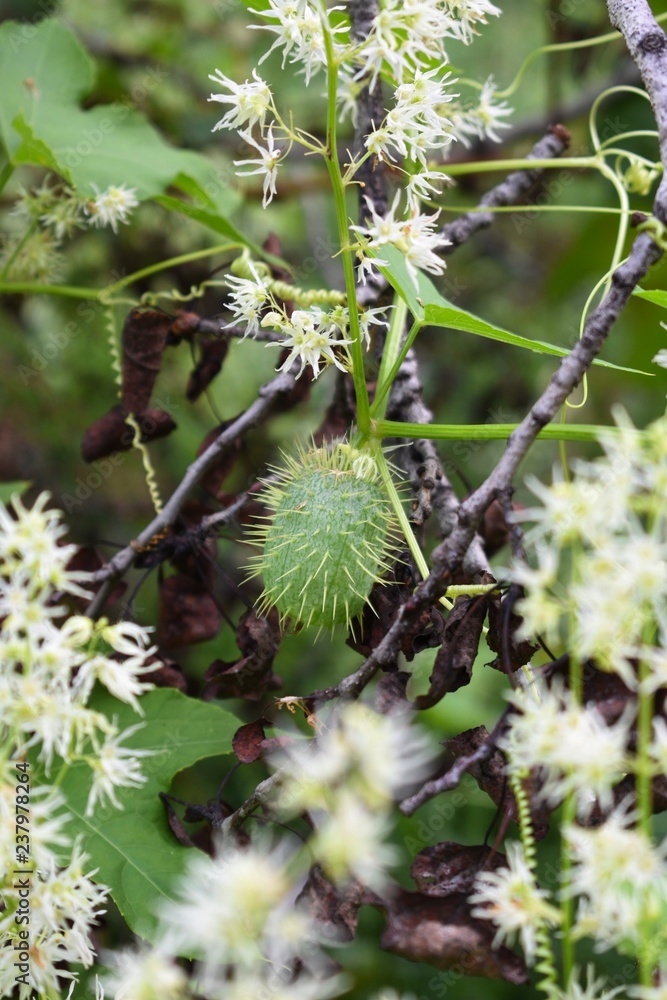 Wild cucumber pods with small white flower
