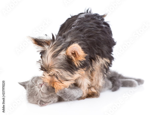 Yorkshire Terrier puppy playing with a kitten. isolated on white background