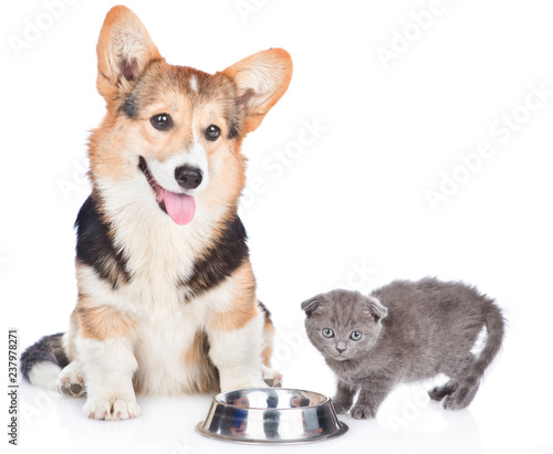 Puppy sitting with kiten at an empty bowl. isolated on white background