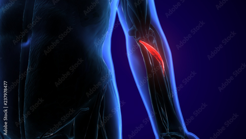 3d illustration of medically accurate illustration of the brachialis
3d illustration of medically accurate illustration of the brachialis