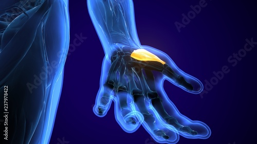 3d rendered, medically accurate illustration of the metacarpals bones
 photo