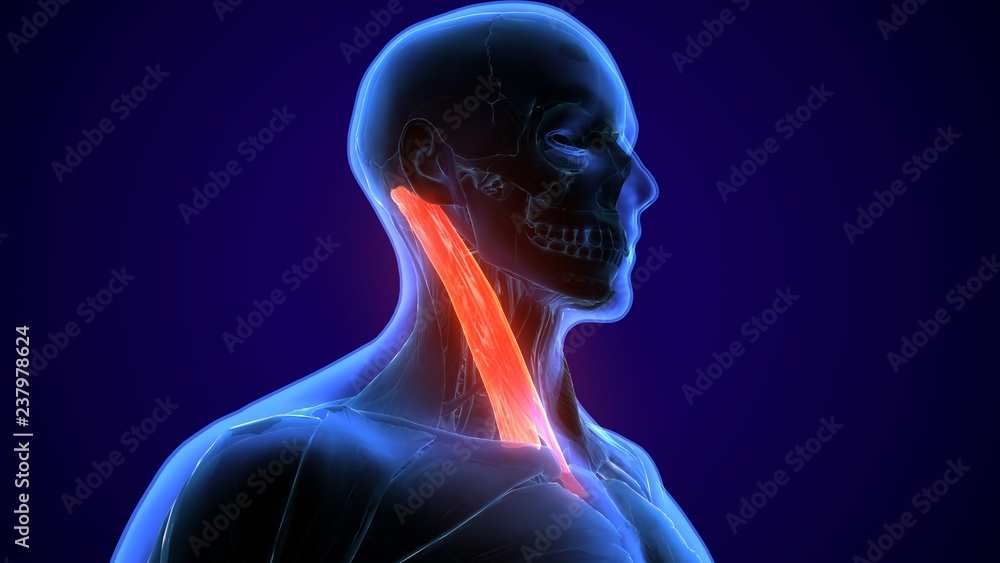 3d rendered, medically accurate illustration of the sternocleidomastoid
3d rendered, medically accurate illustration of the sternocleidomastoid