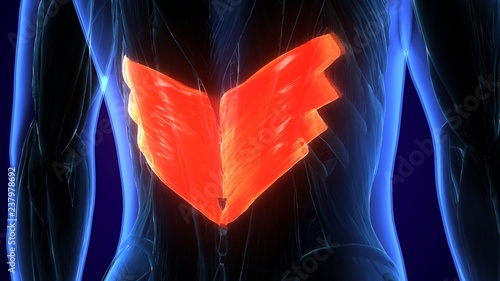Obraz na plátně 3d rendered, medically accurate illustration of the rhomboid major