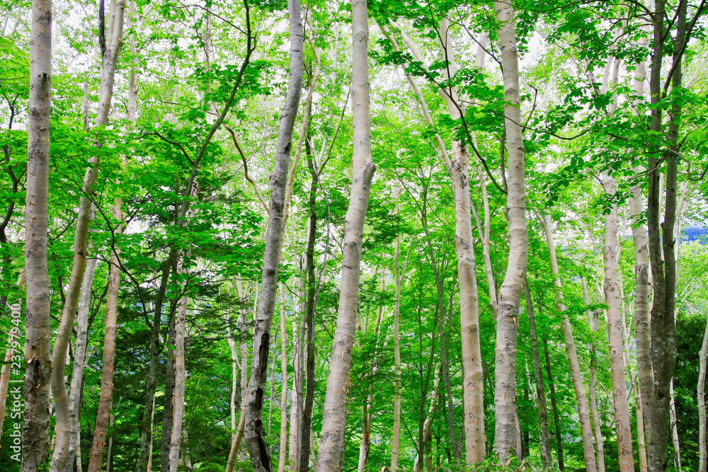 Fototapeta premium 白樺林・日本ロマンチック海道(栃木県・日光市)