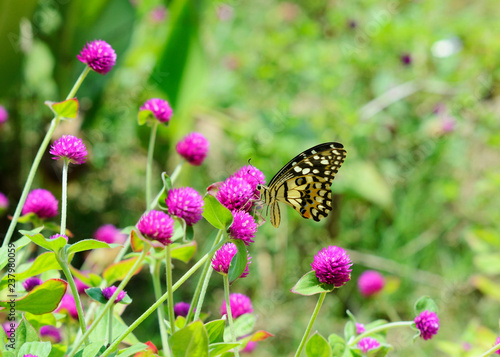 Beautiful butterfly and pink flower on nature backgrounds