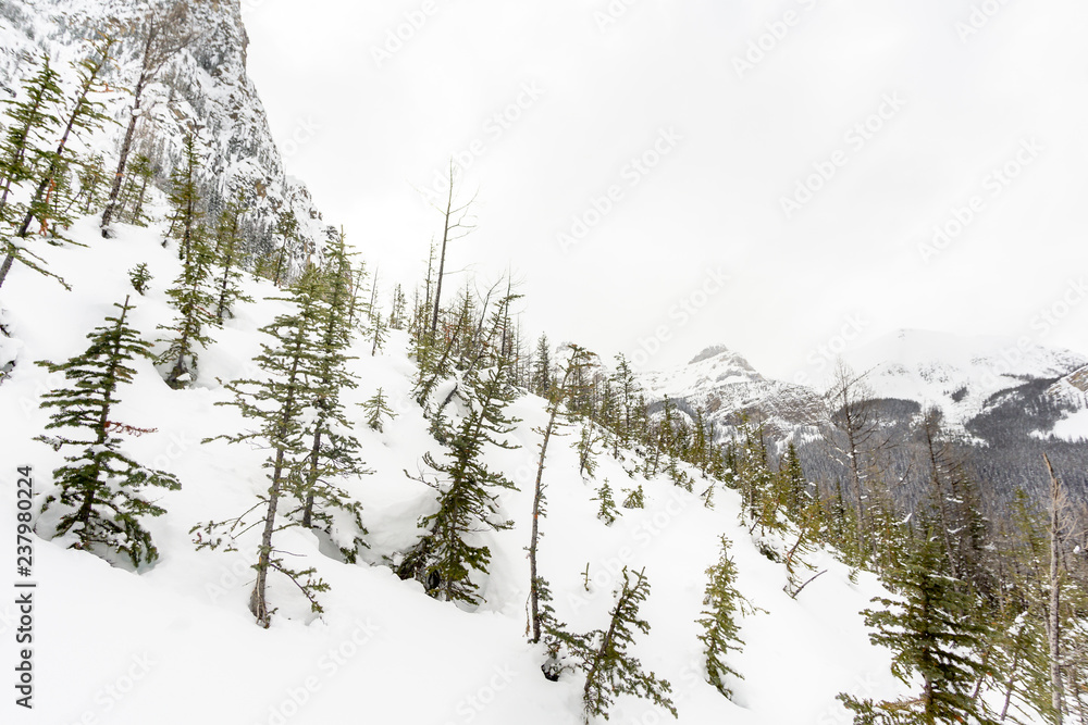 Trees on Alpine Mountainside