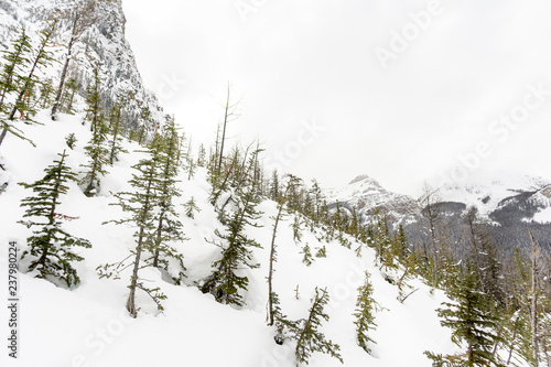 Trees on Alpine Mountainside © Wesley