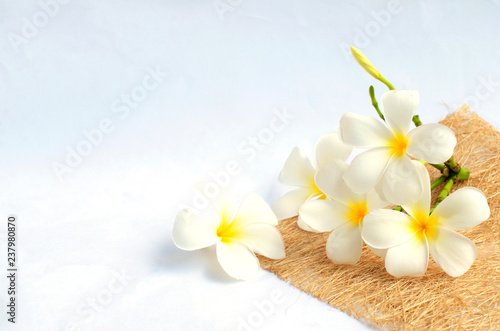 white tropical plumeria flowers on white background and copy space for your text