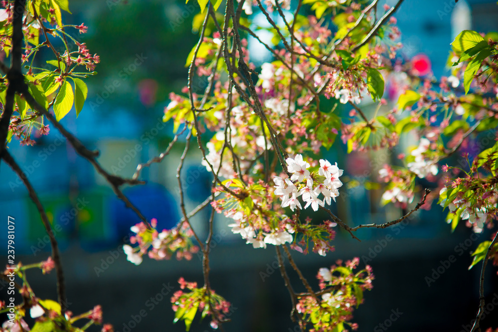 Cherry Blossom in Tokyo, Japan. April in Japan is very popular about Sakura Cherry Blossom.