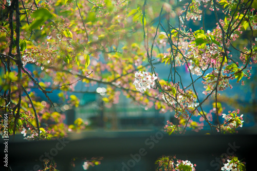Cherry Blossom in Tokyo, Japan. April in Japan is very popular about Sakura Cherry Blossom.