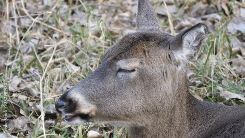 Wallpaper Mural A close up of a wild female doe white tailed deer chewing cud as it sits and rests on grass in winter in Wisconsin. Torontodigital.ca