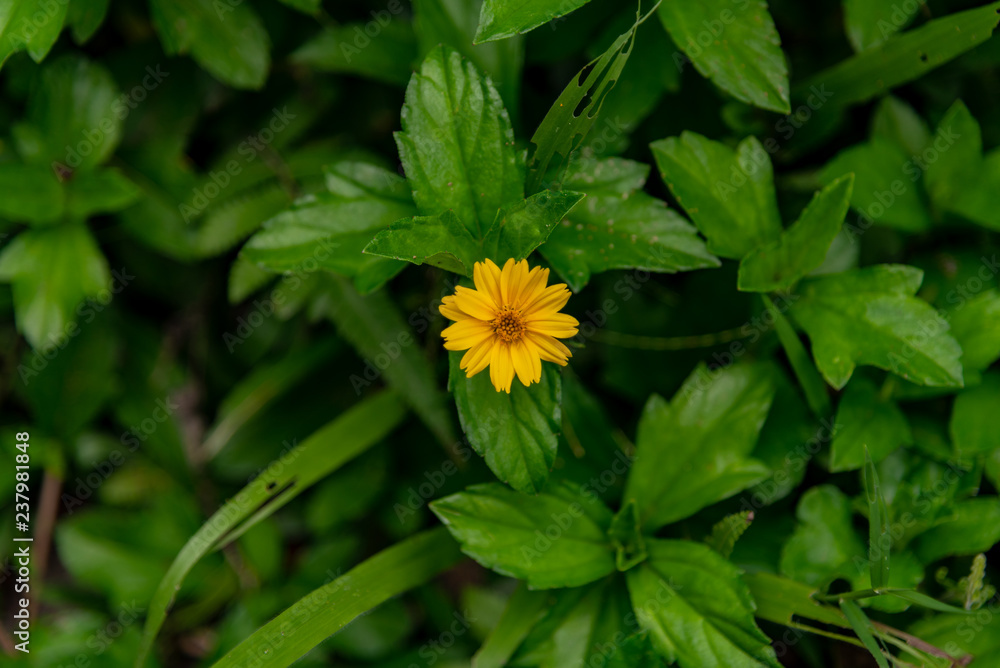 Yellow flower amongst the green leaves Yellow flower amongst the green leaves