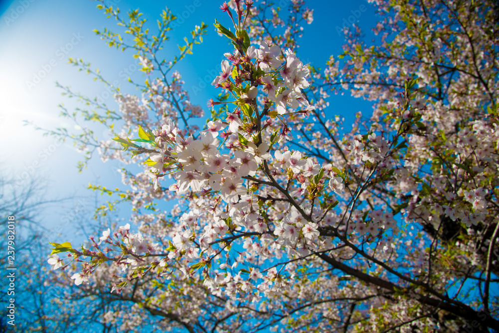 Cherry Blossom in Shinano-Omachi, Japan. April in Japan is very popular about Sakura Cherry Blossom. Cherry Blossom in Shinano-Omachi, Japan. April in Japan is very popular about Sakura Cherry Blossom.