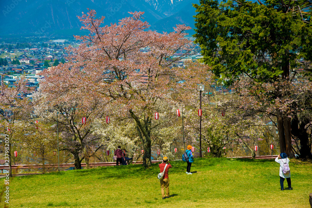 Cherry Blossom in Shinano-Omachi, Japan. April in Japan is very popular about Sakura Cherry Blossom.