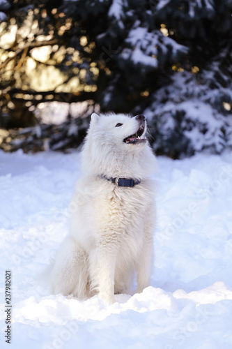 Beautiful dog Samoyed in the forest in the park on the snow