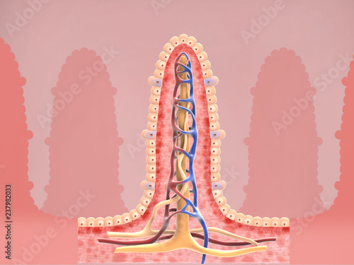 Intestinal villi anatomy, epithelial cells with micro villi and capillary network detailed 3D Rendering photo