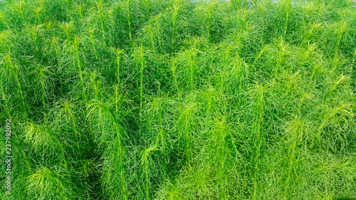 green grass grows along the sidewalk, green grass background