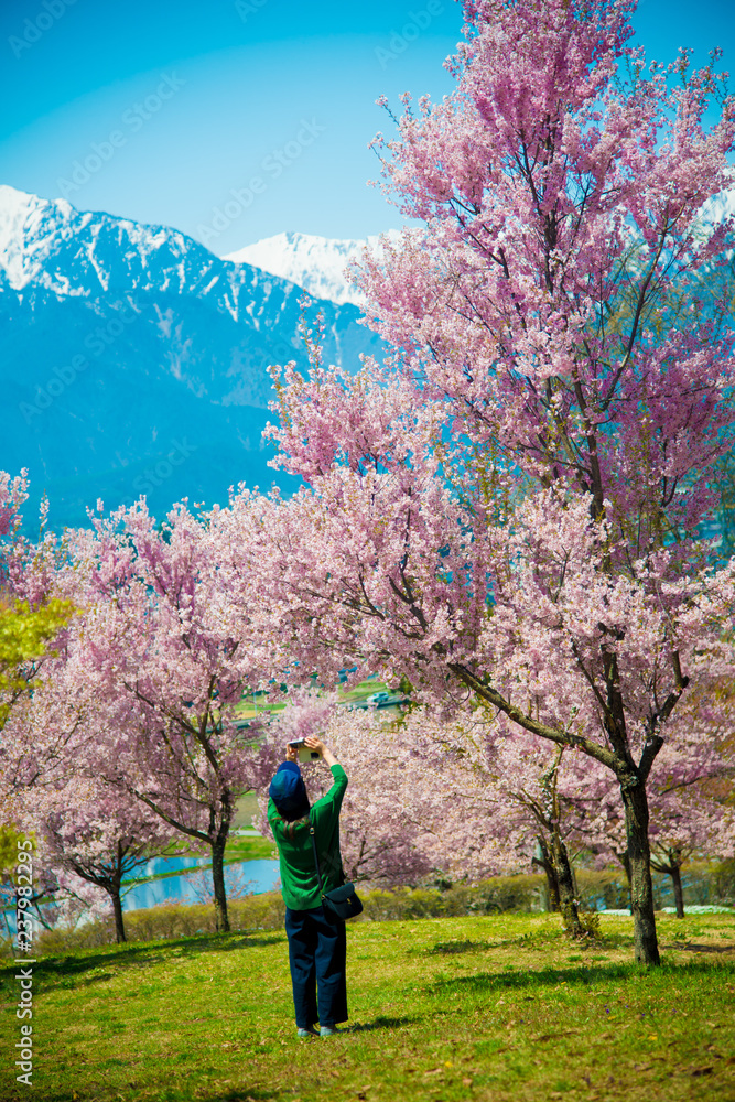 Cherry Blossom in Shinano-Omachi, Japan. April in Japan is very popular about Sakura Cherry Blossom.