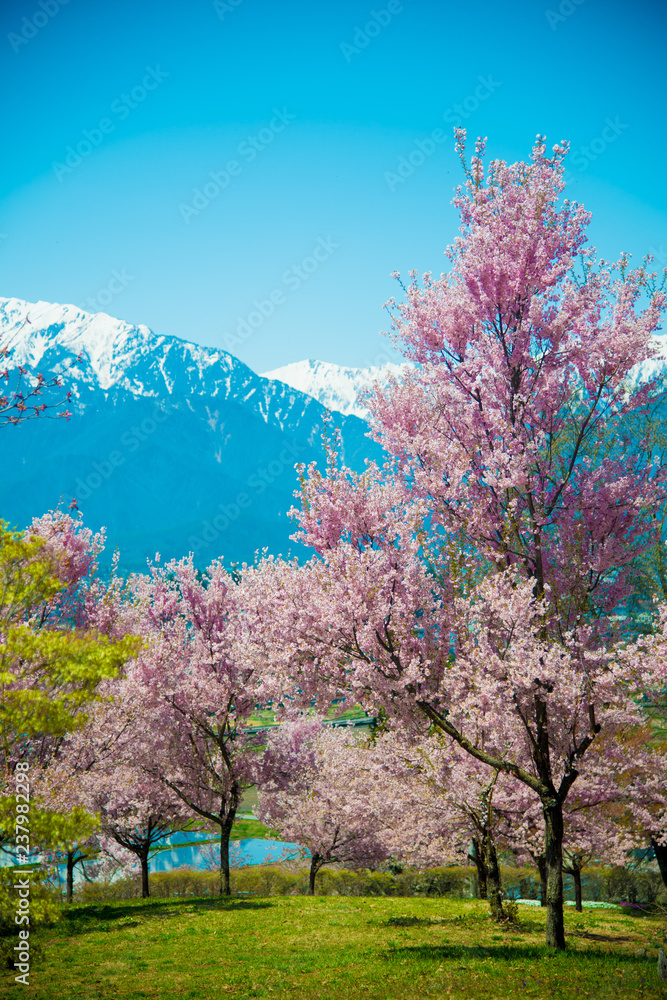 Cherry Blossom in Shinano-Omachi, Japan. April in Japan is very popular about Sakura Cherry Blossom. Cherry Blossom in Shinano-Omachi, Japan. April in Japan is very popular about Sakura Cherry Blossom.