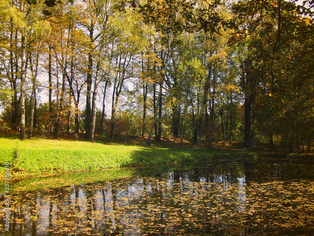 Obraz premium Birchwood Lake and autumn leaves. Cloudless day in October.